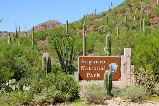 Saguaro NP West