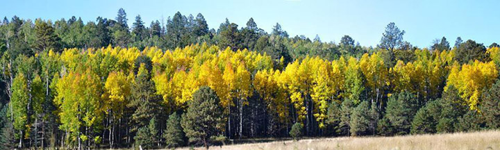 Aspen in Northern AZ